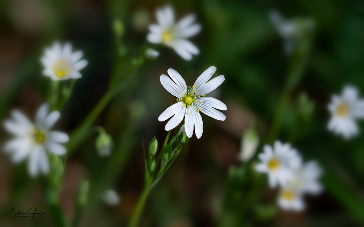 Blühender Waldboden