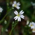 Blühender Waldboden