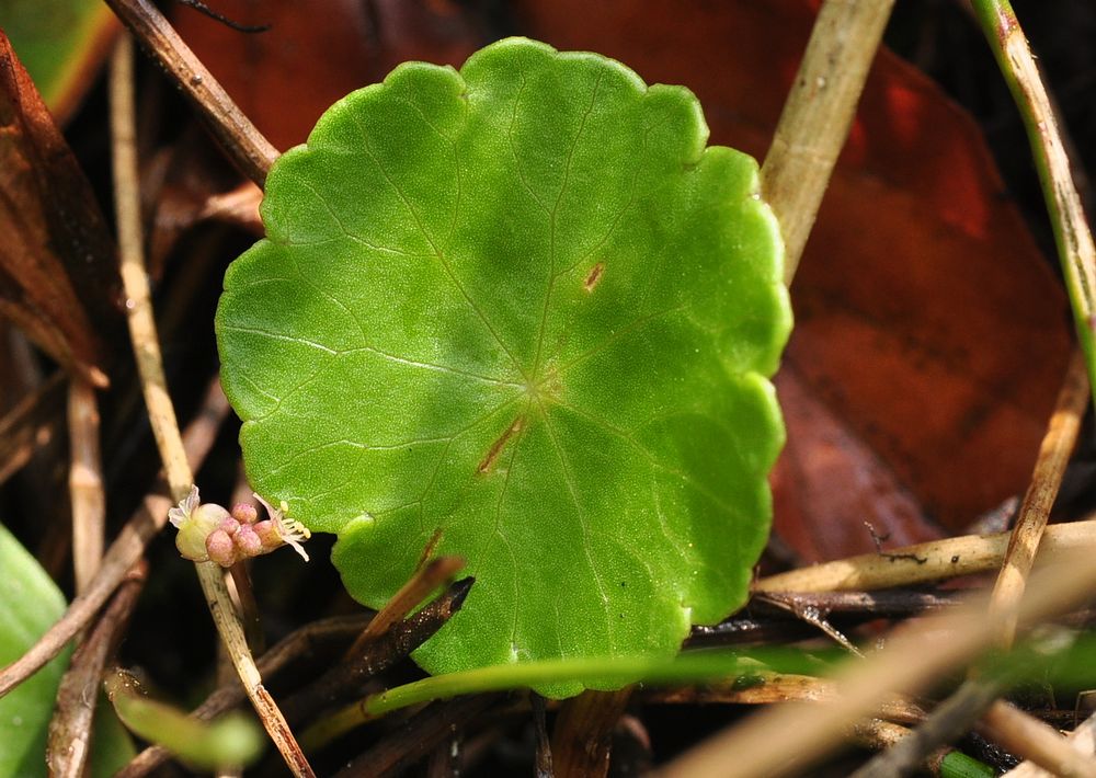 Blühender Wassernabel (Hydrocotyle vulgaris)