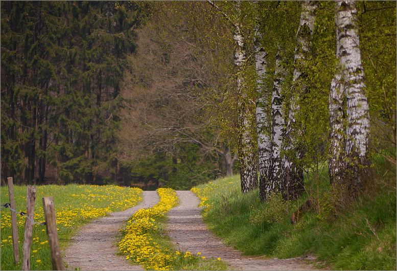 Blühender Weg ...