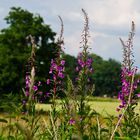 Blühender-Weiderand