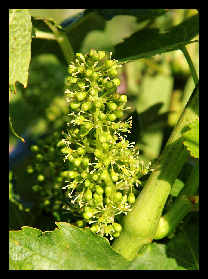 Blühender Wein