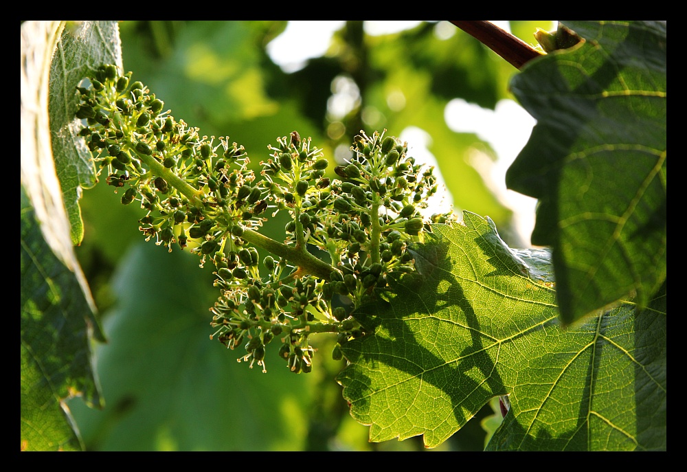 Blühender Wein II