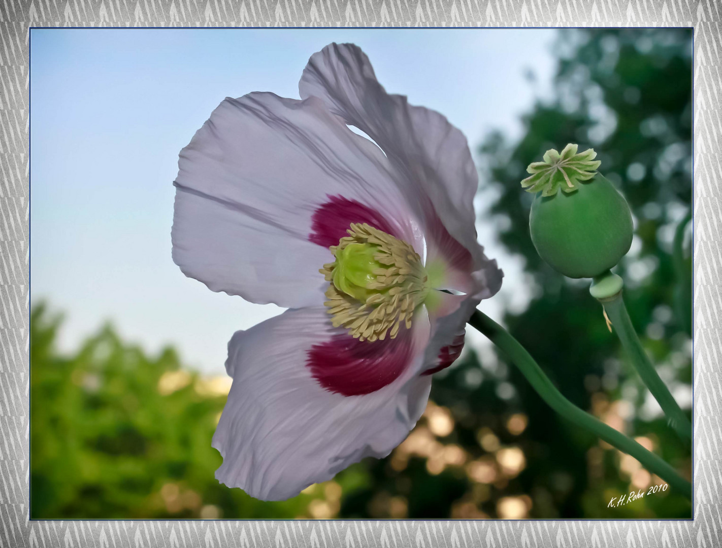 Blühender weißer Mohn