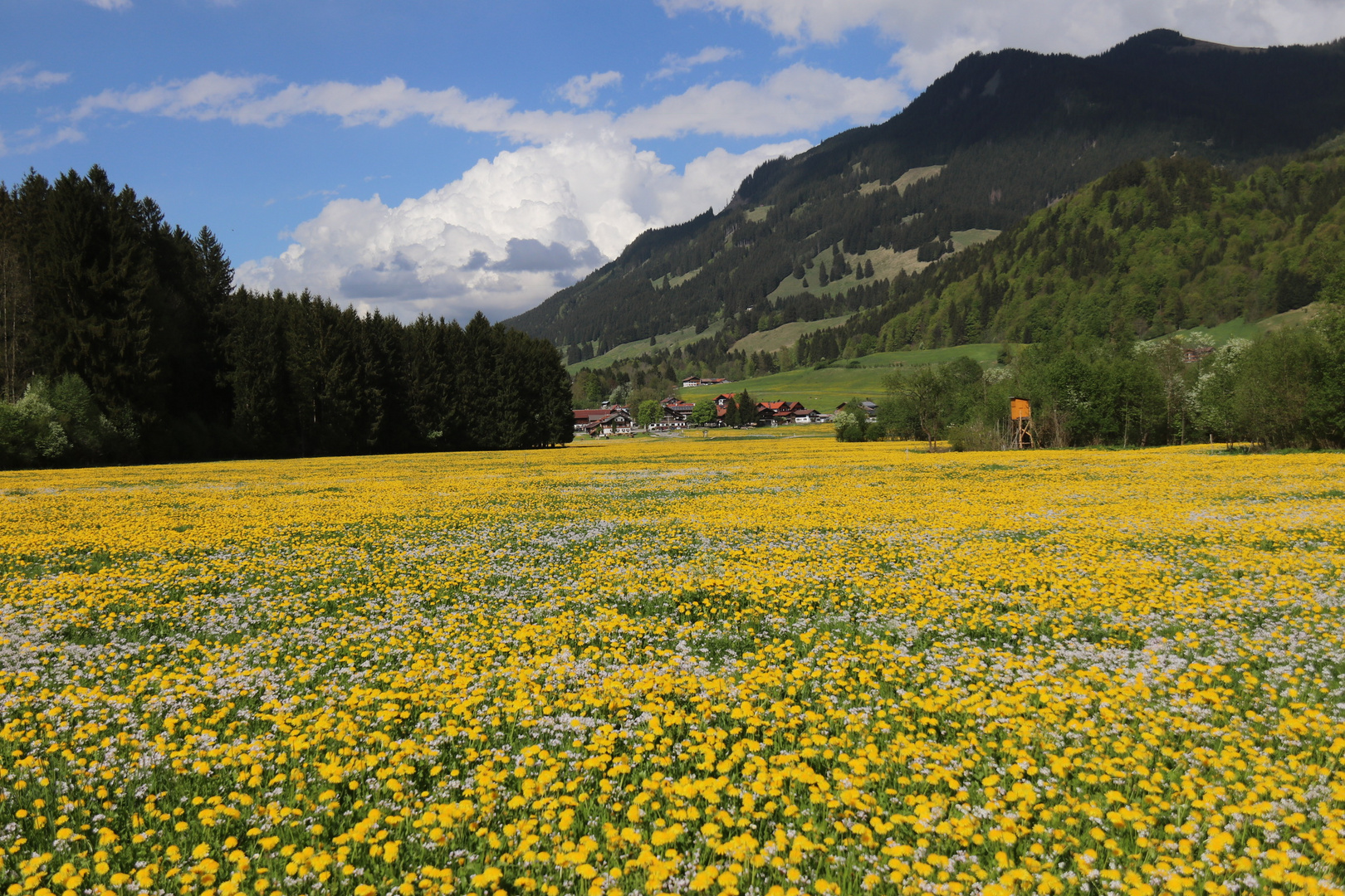 Blühendes Allgäu