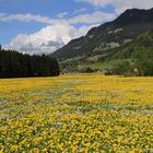 Blühendes Allgäu