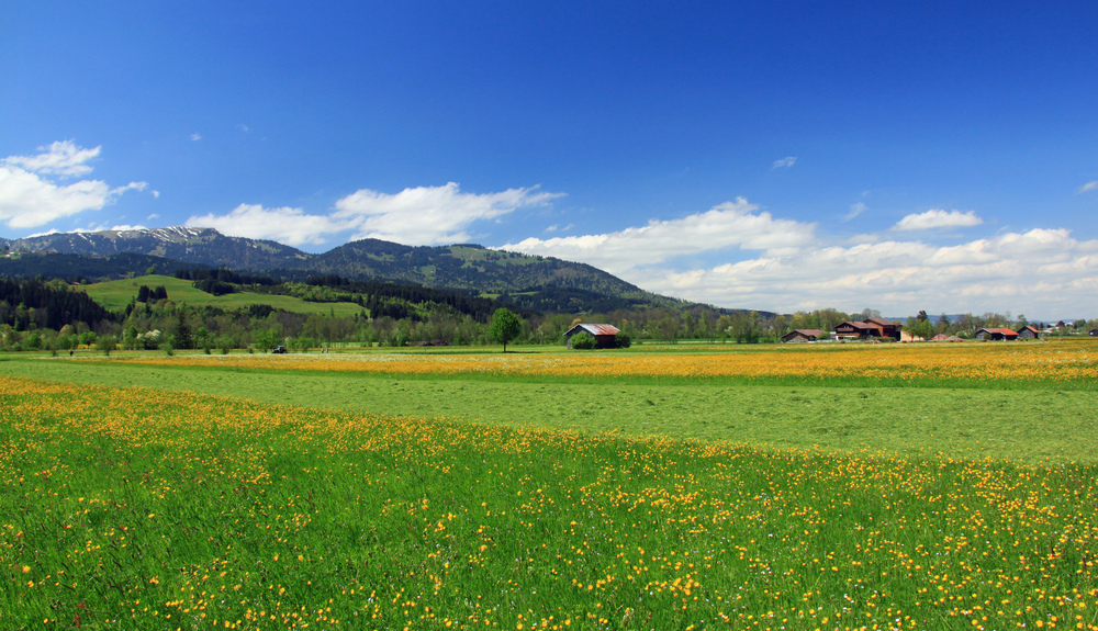 Blühendes Allgäu