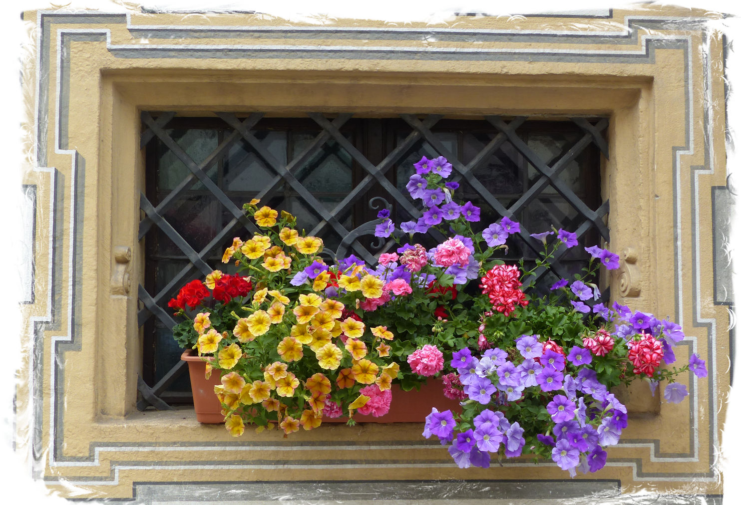 Blühendes am Kellerfenster 