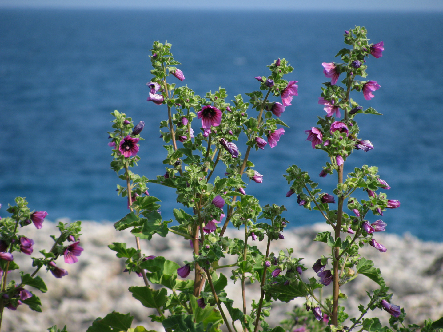 Blühendes am Meer