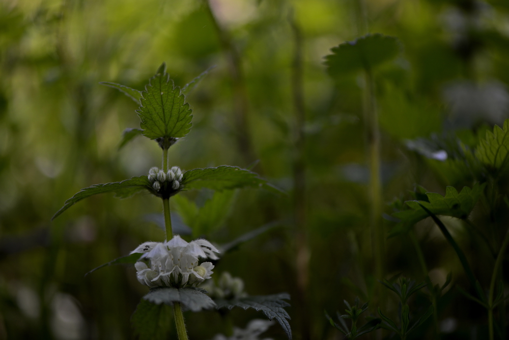 BLÜHENDES AM WEGESRAND