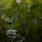 BLÜHENDES AM WEGESRAND