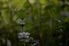 BLÜHENDES AM WEGESRAND