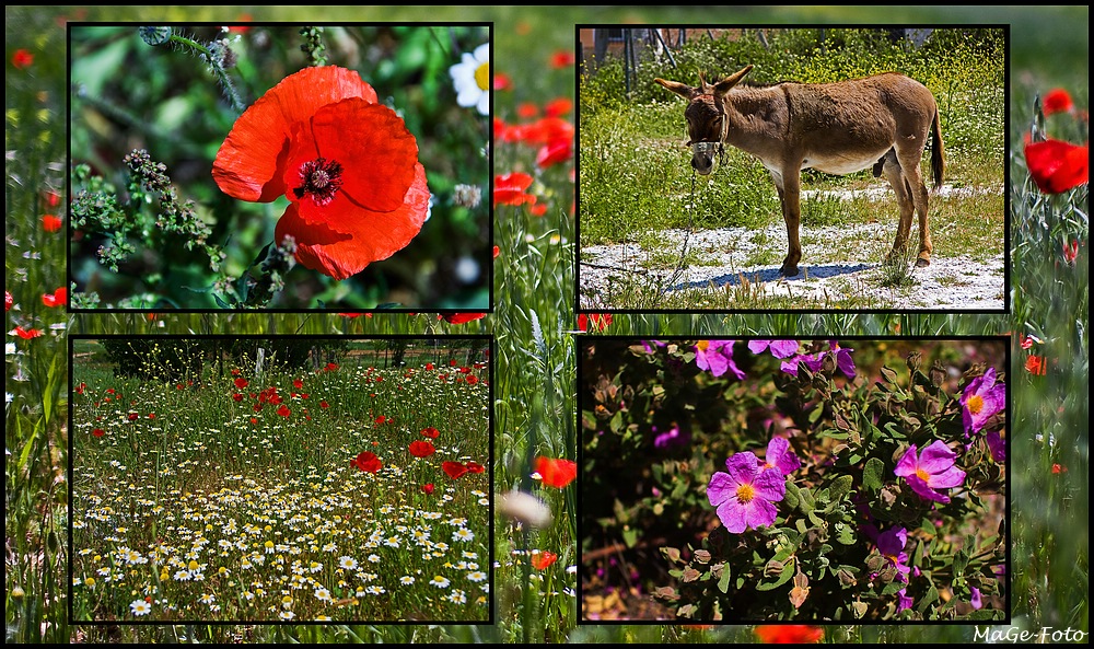 Blühendes Andalusien