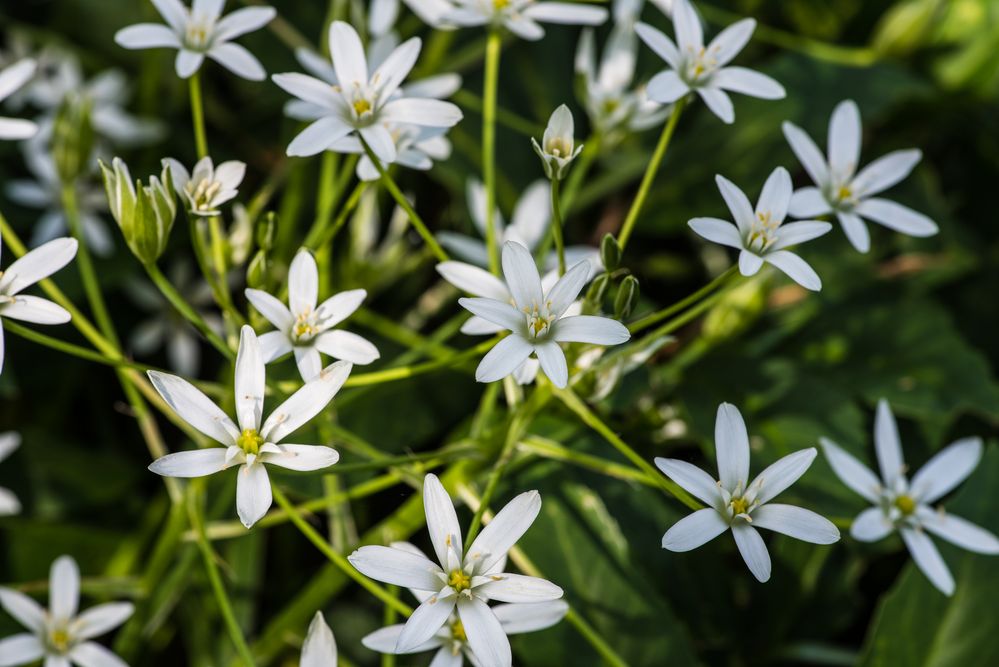 Blühendes aus meinem Garten DSC_1629