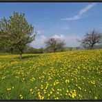 Blühendes Baselland