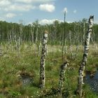 Blühendes Baumwollgras im Neustädter Moor