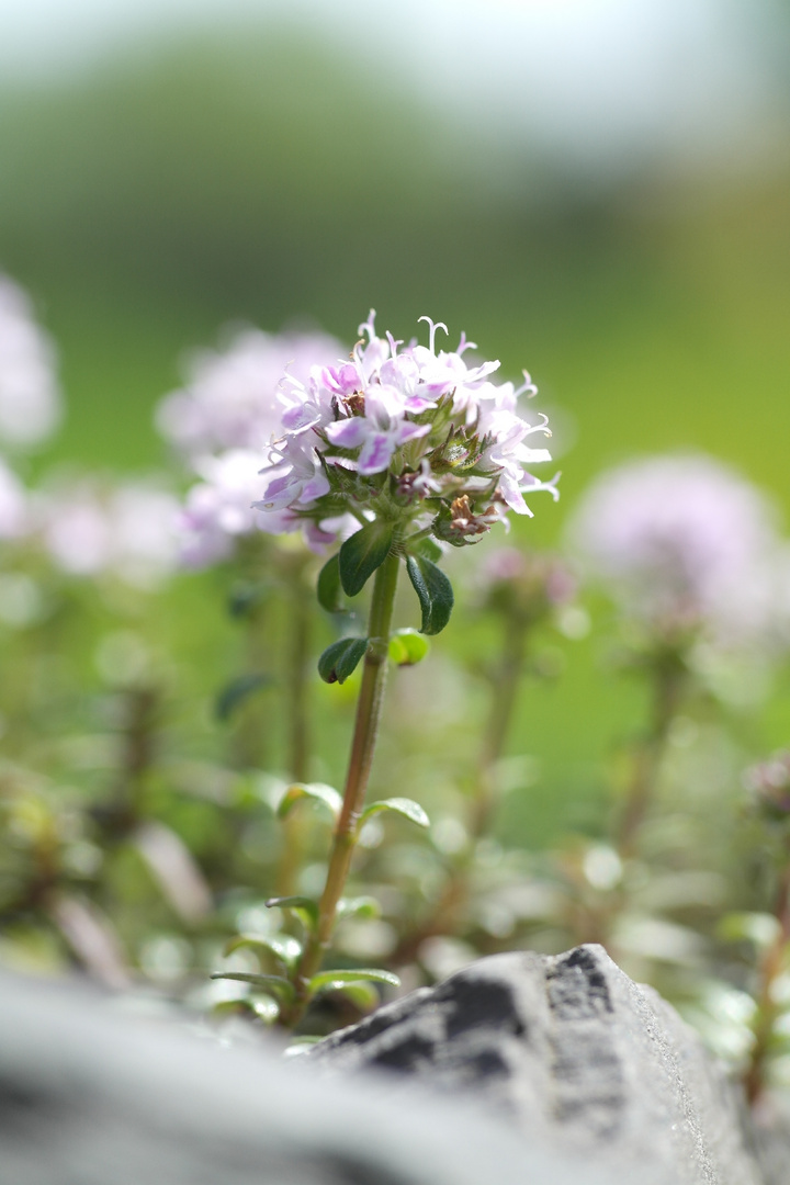 Blühendes Bergbohnenkraut