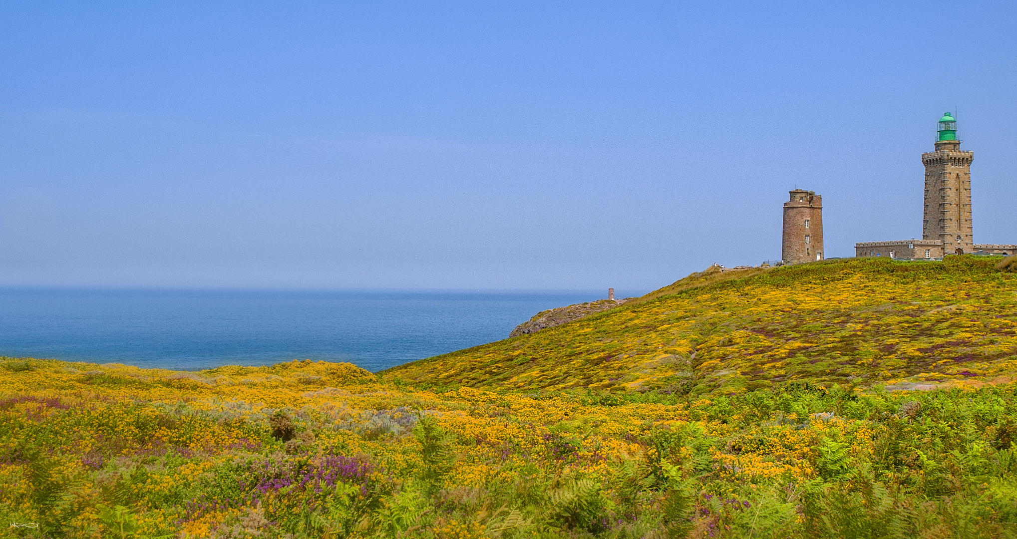 blühendes Cap Fréhel