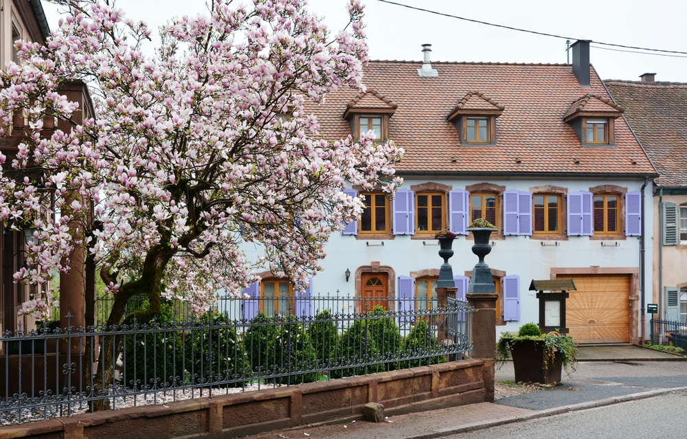 Blühendes Elsass