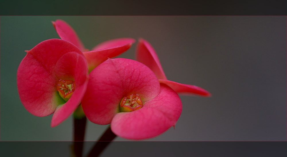 blühendes Etwas (Euphorbia)