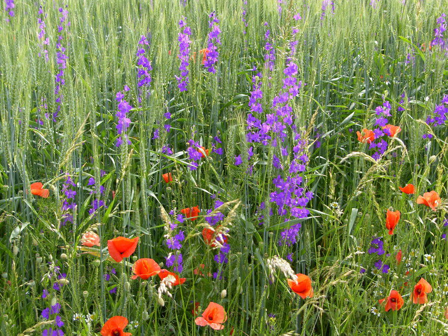 Blühendes Feld