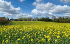 blühendes Feld