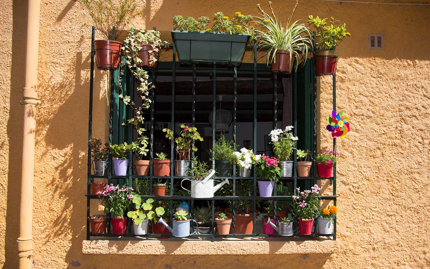 Blühendes Fenster in Collioure