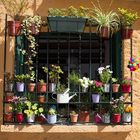 Blühendes Fenster in Collioure