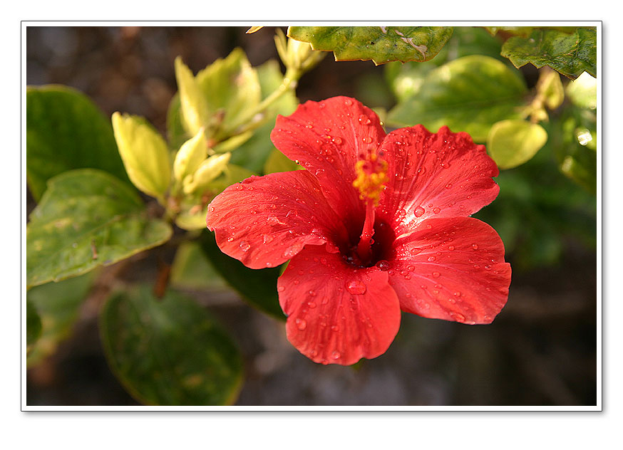 Blühendes FUERTEVENTURA