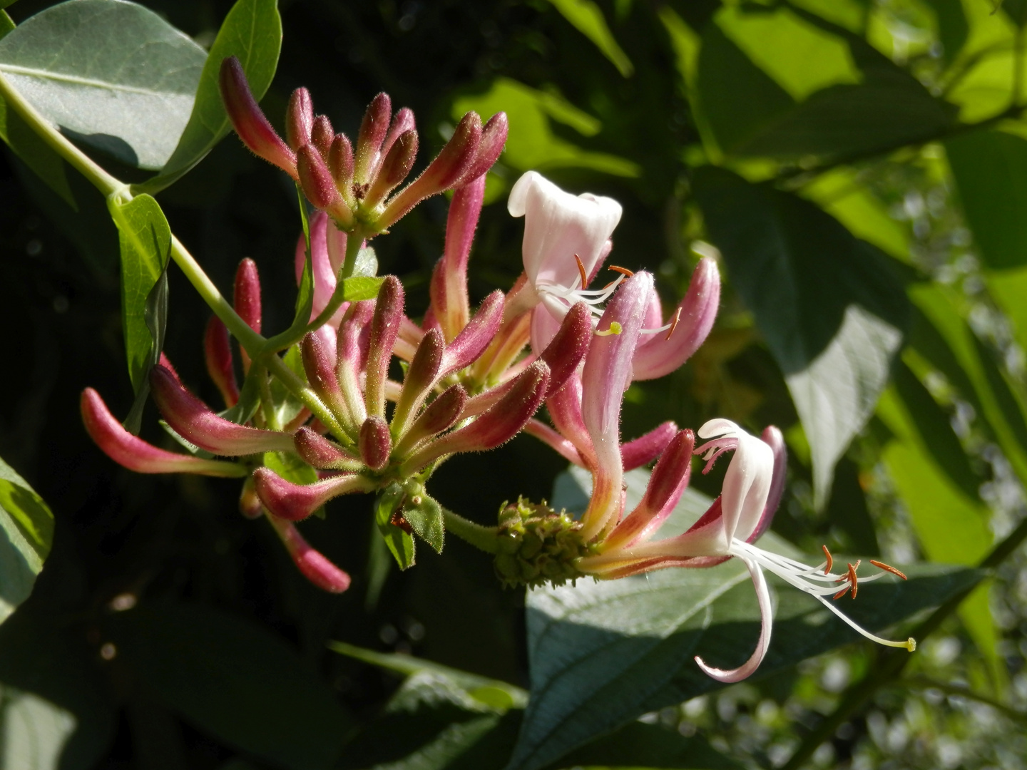 Blühendes Geißblatt (Lonicera)