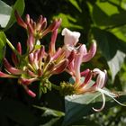 Blühendes Geißblatt (Lonicera)