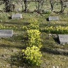 "blühendes gelbes Trostkreuz"