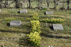 "blühendes gelbes Trostkreuz"