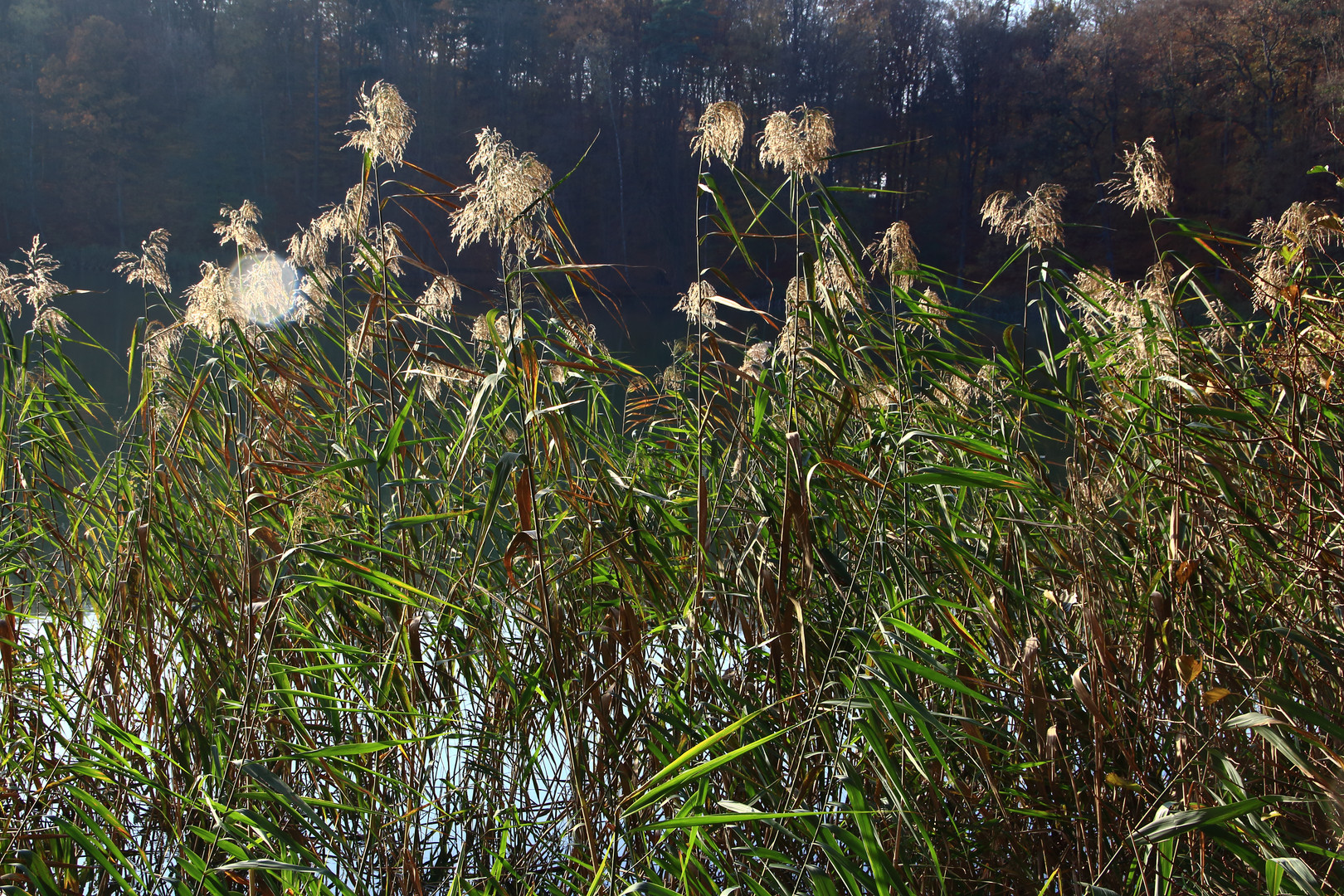 Blühendes Gras