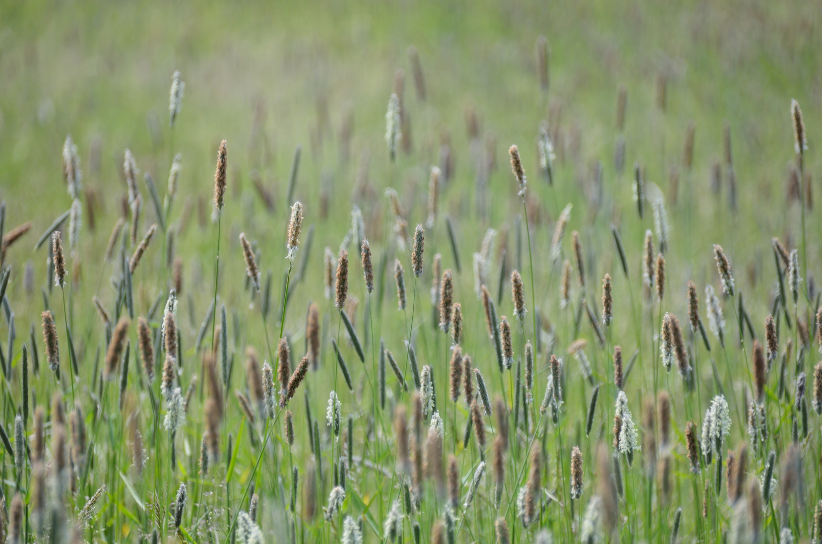 Blühendes Gras