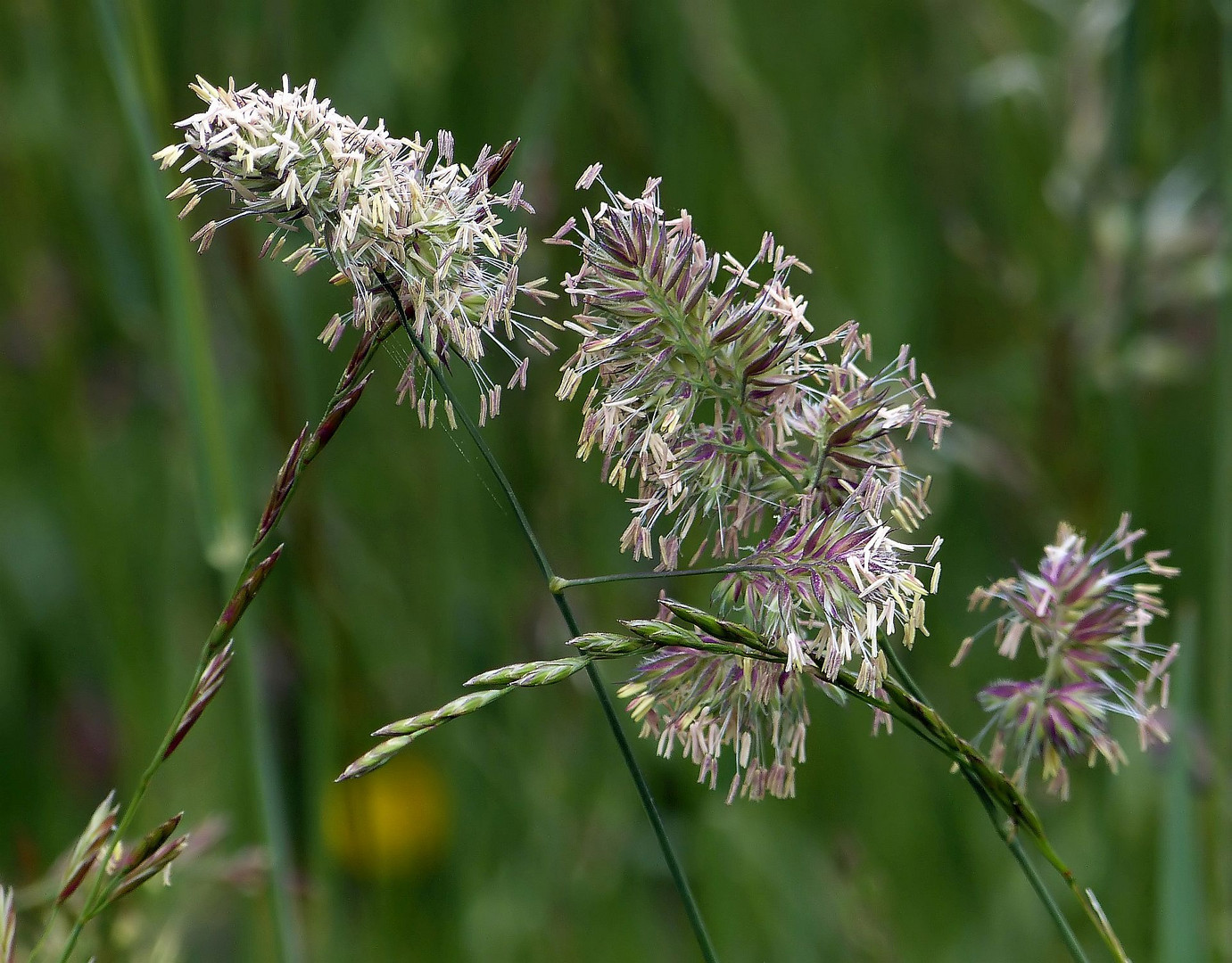 Blühendes Gras