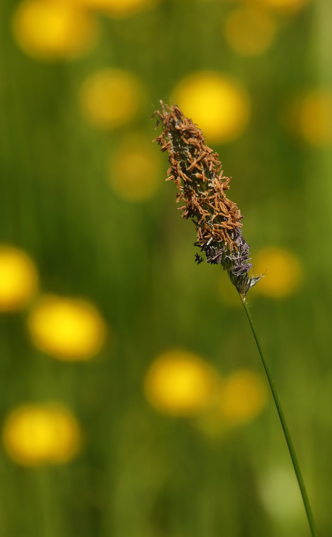 blühendes Gras