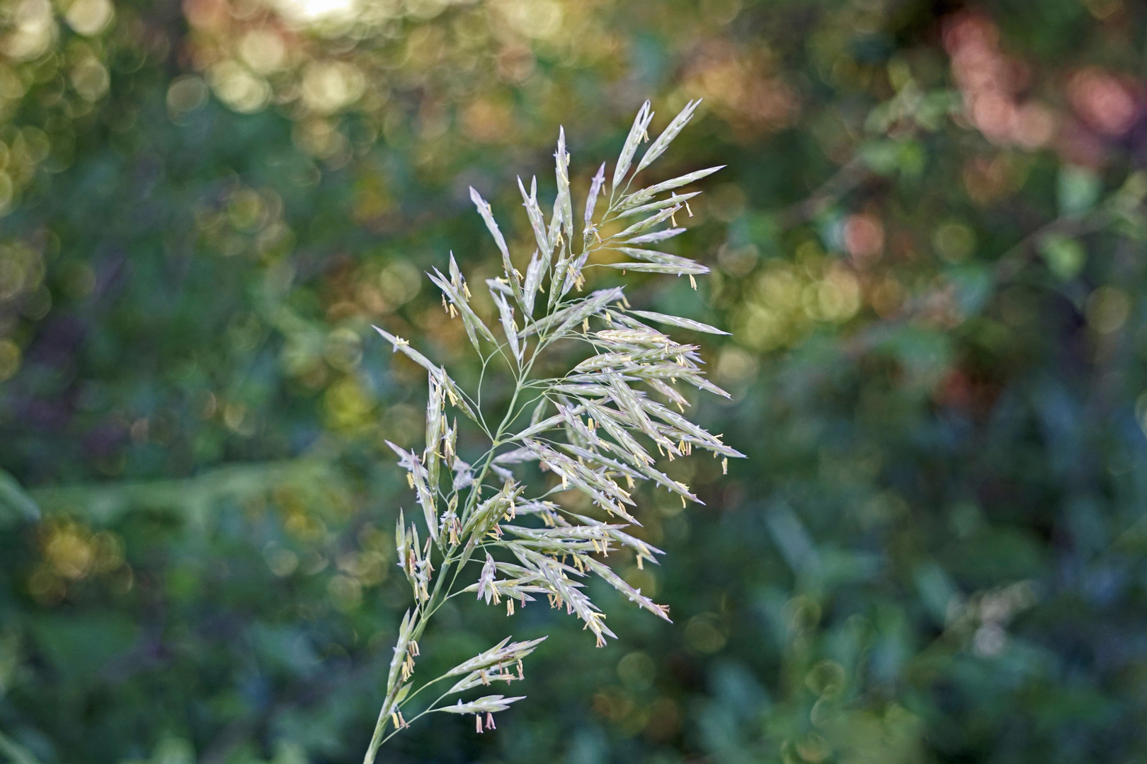 Blühendes Gras