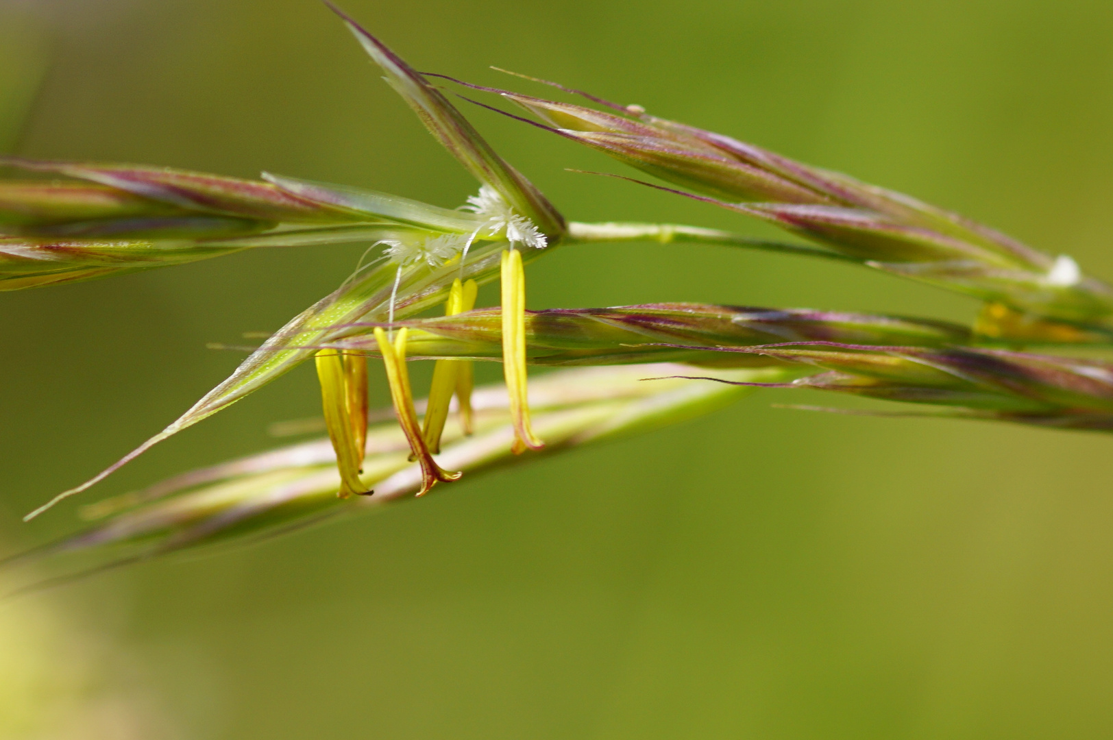 Blühendes Gras