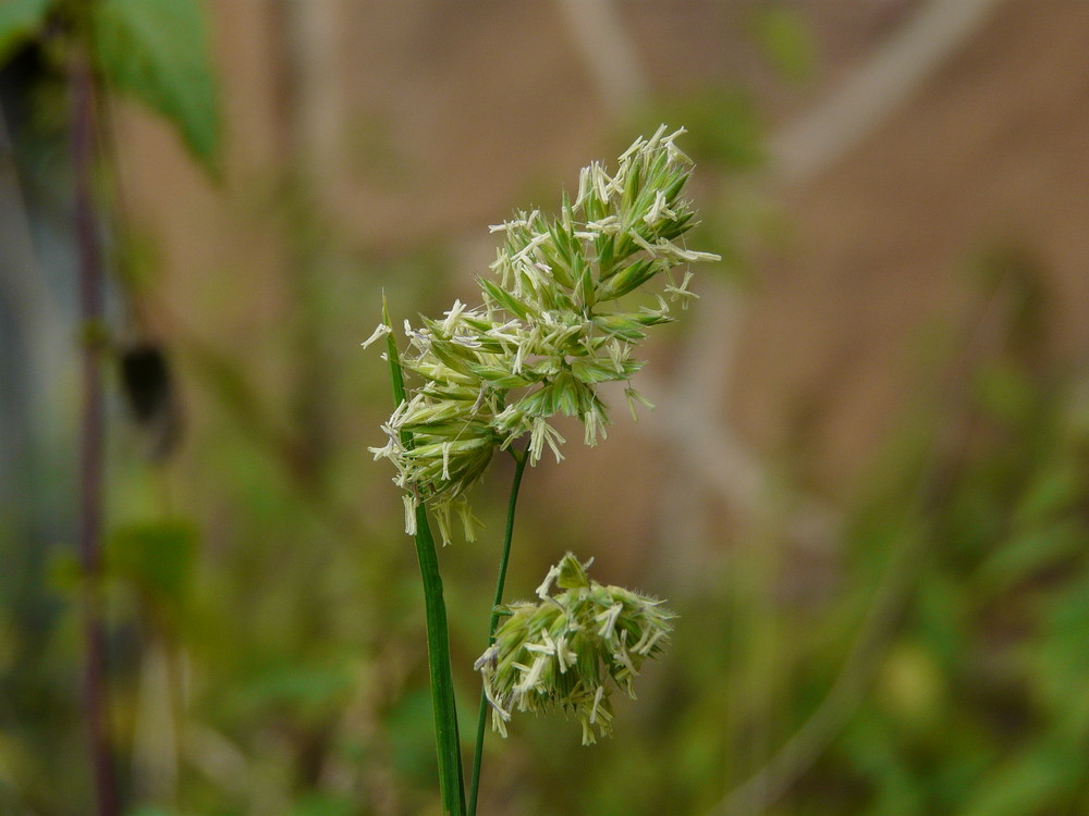 Blühendes Gras