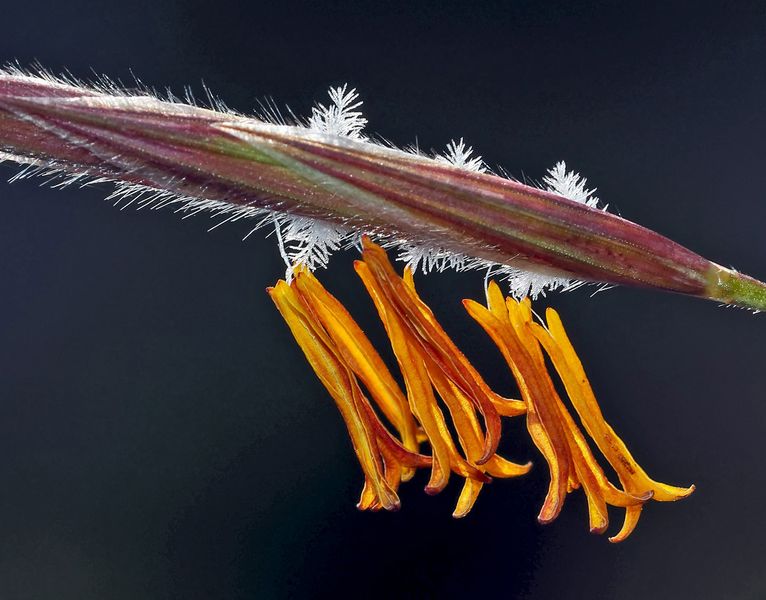 Blühendes Gras: Ein Kunstwerk von Mutter Natur ...