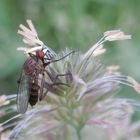 Blühendes Gras mit Heller Tanzfliege (Empis livida)