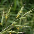 Blühendes Gras - Weiche Trespe (Bromus hordeaceus)