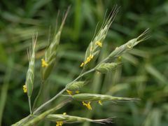 Blühendes Gras - Weiche Trespe (Bromus hordeaceus)