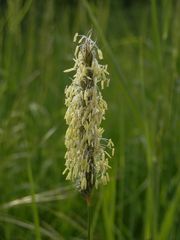 Blühendes Gras - Wiesen-Fuchsschwanz (Alopecurus pratensis) 