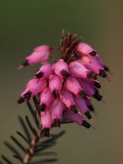 Blühendes Heidekraut