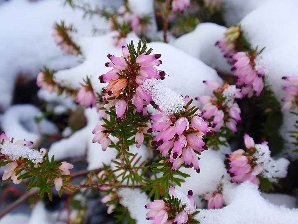 Blühendes Heidekraut im Schnee
