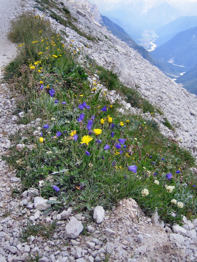 Blühendes im Fels