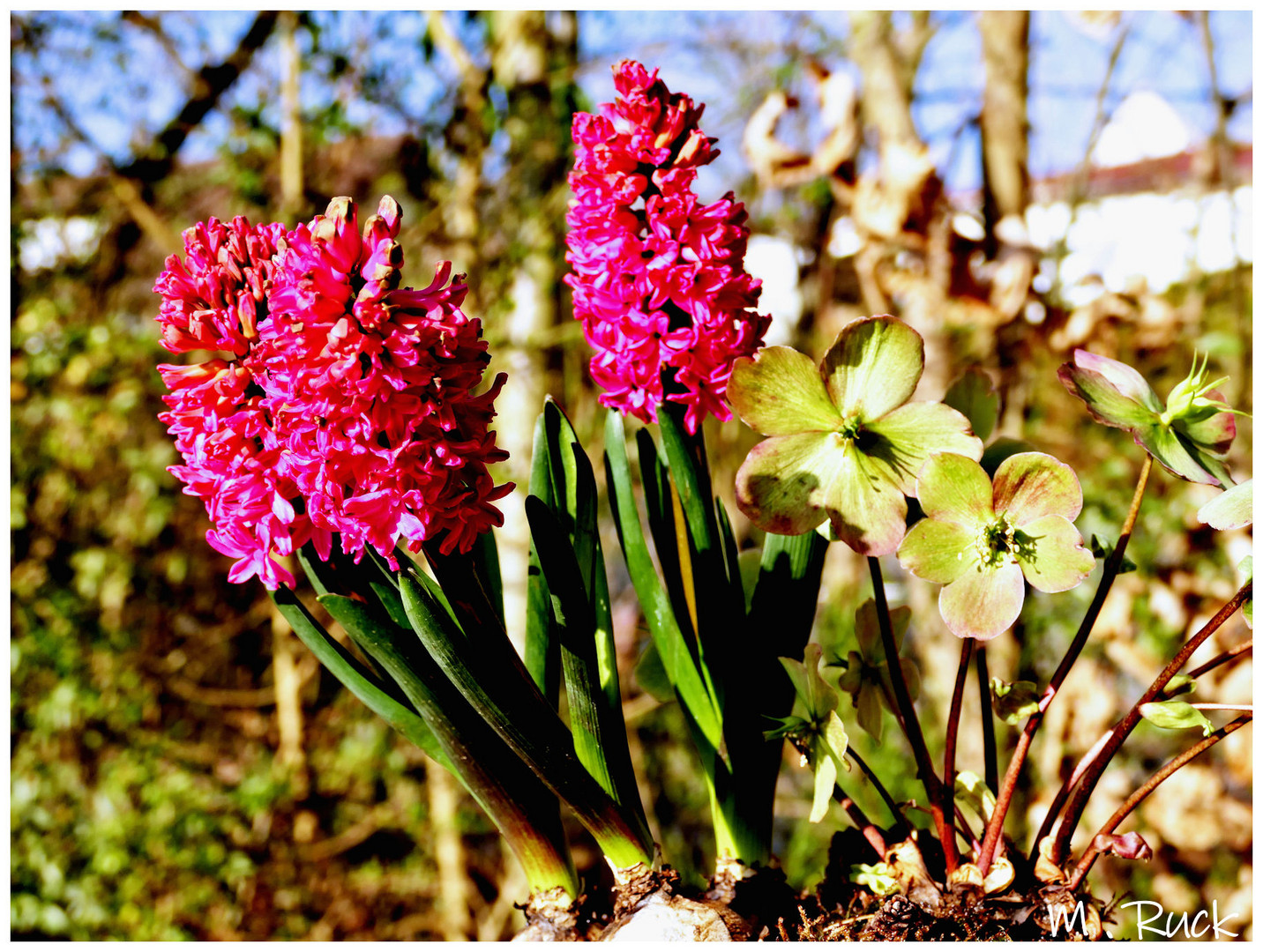 Blühendes im Garten !