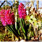 Blühendes im Garten !